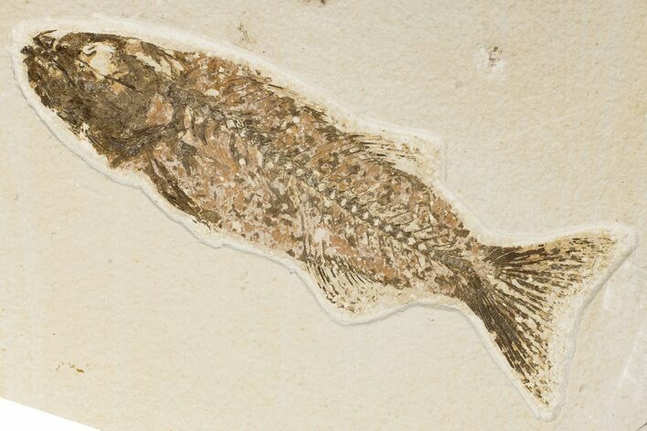6.9" Uncommon Fish Fossil (Mioplosus) - Wyoming